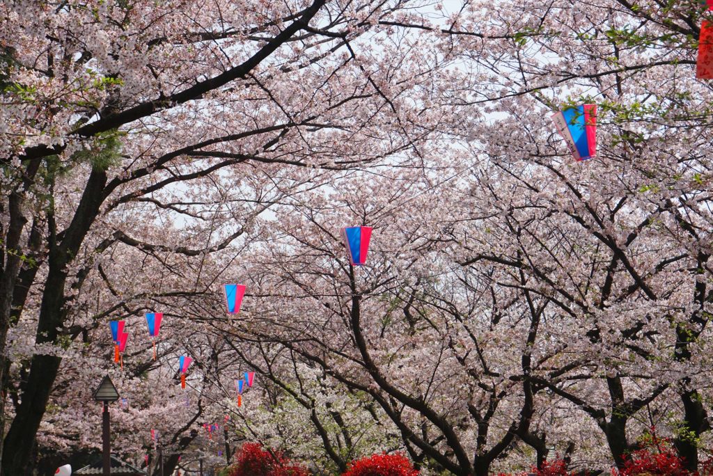 Asukayama Cherry Blossom