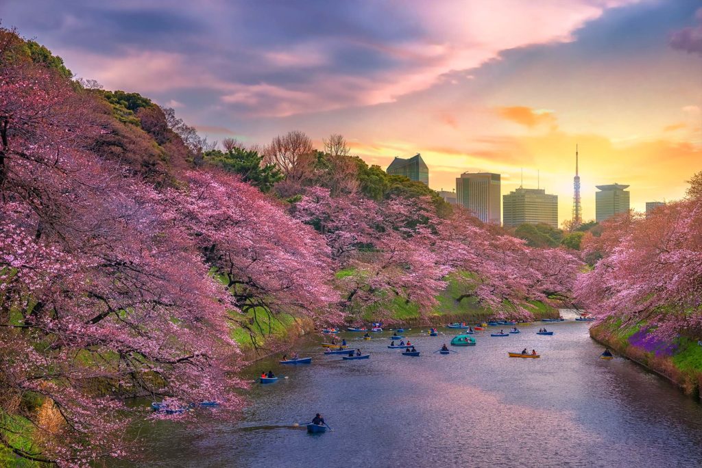 Tokyo Cherry Blossoms Chidorigafuchi