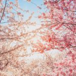 Tokyo Best Cherry Blossom Spots