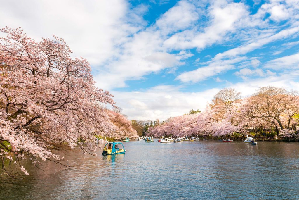 Inokashira Cherry Blossom