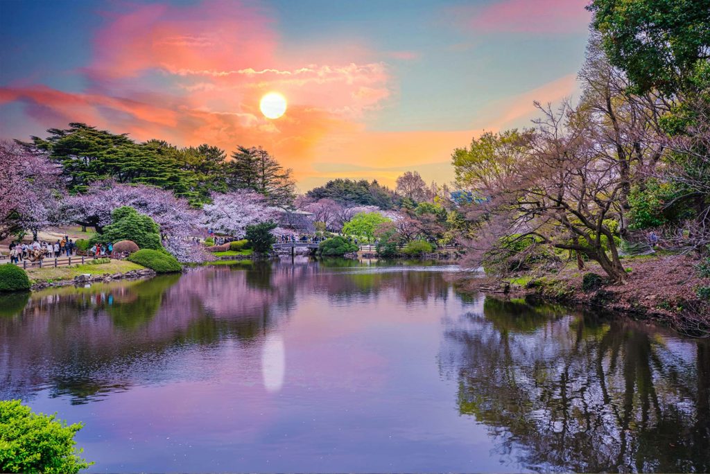 Tokyo Cherry Blossoms Shinjuku Park