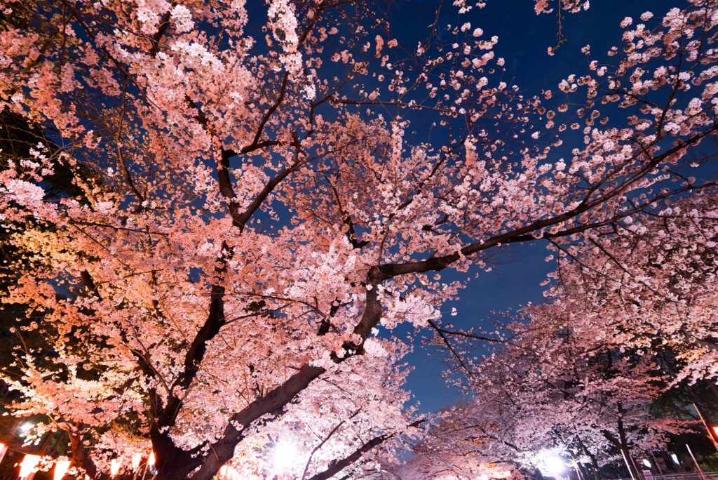 Ueno Cherry Blossom Tokyo