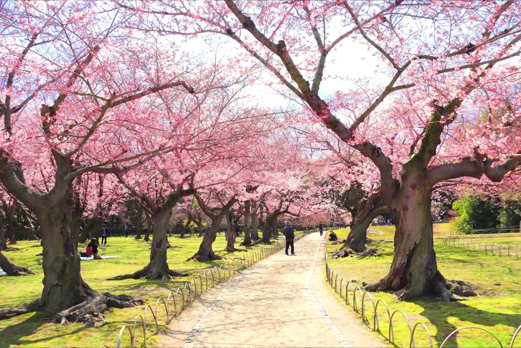 Tokyo Cherry Blossoms Koshikawa 