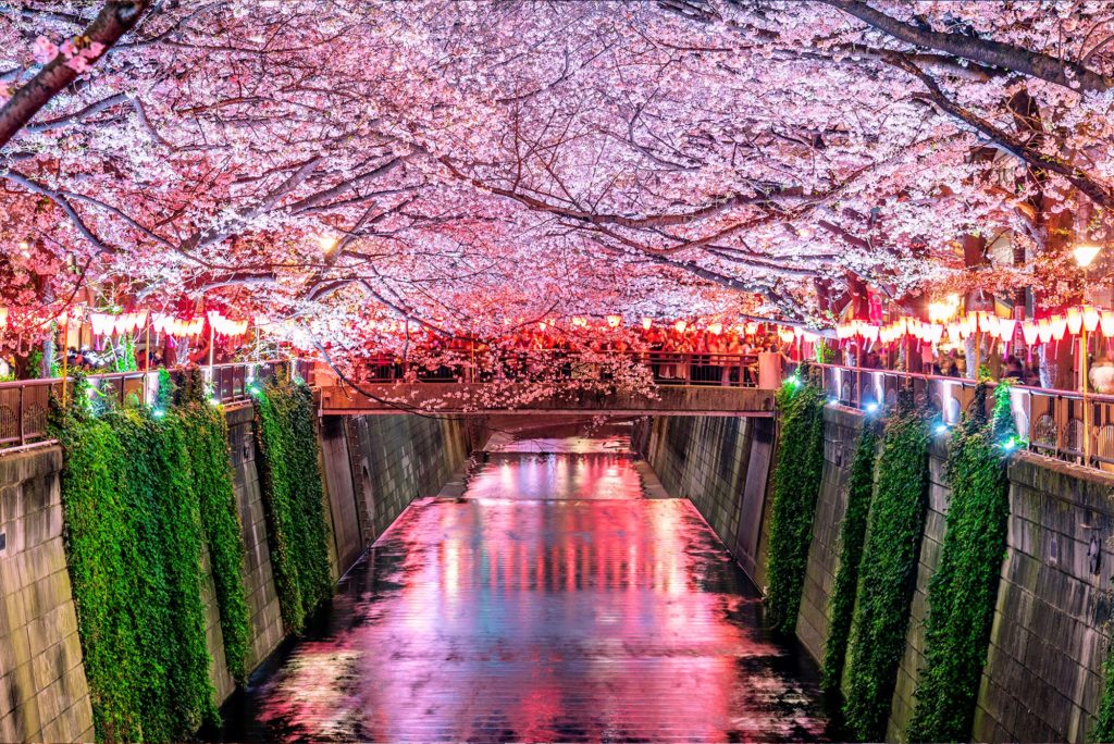 Meguro Cherry Blossom