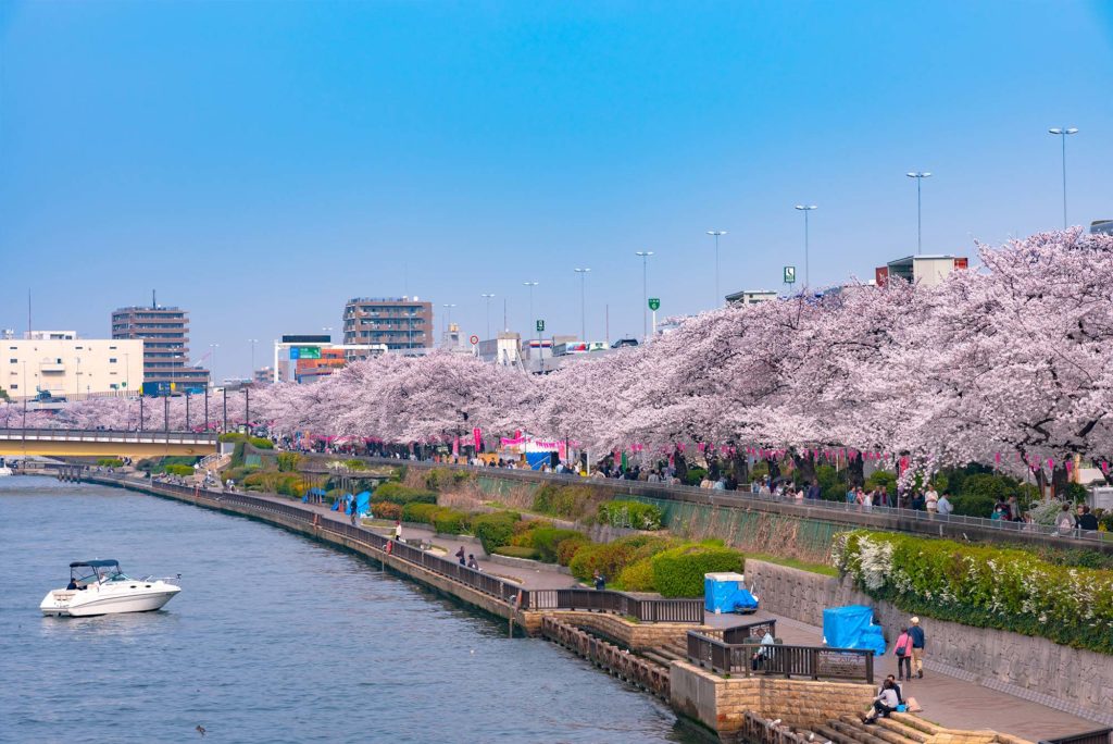 Sumida Cherry Blossom