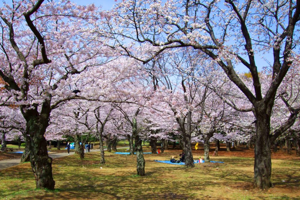 Tokyo Cherry Blossoms Yoyogi