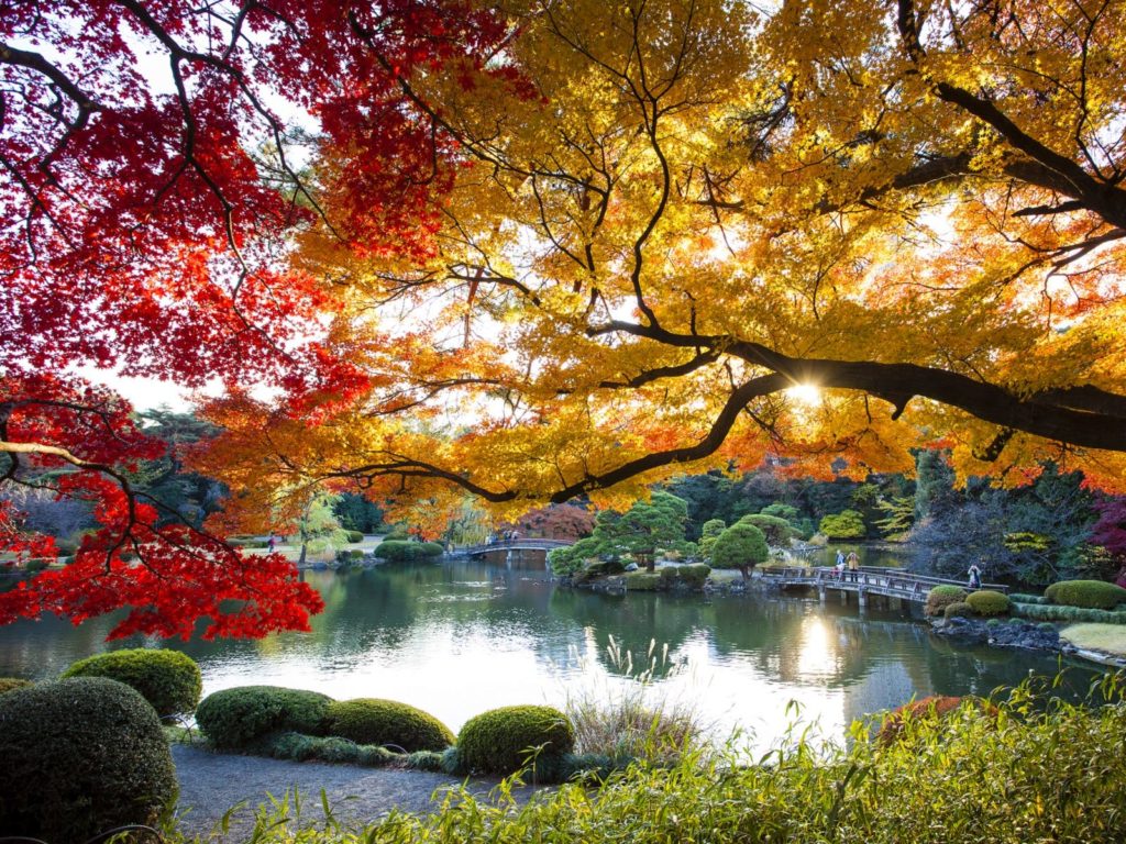 tourist spot in tokyo during autumn